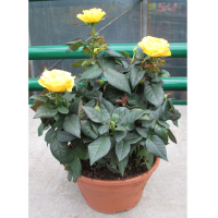 Троянда купить