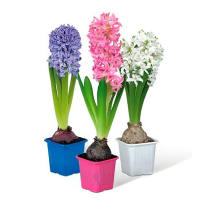 Гиацинт купить