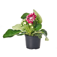 Синингия купить