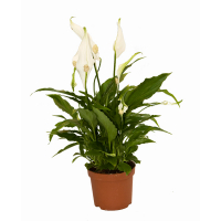 Спатіфілум (Sweet chico) купить