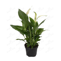 Спатифиллум микс купить