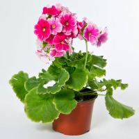 Примула обконика микс купить