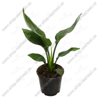 Стреліція купить