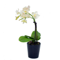 Орхідея фаленопсис міні (Phalaenopsis) купить