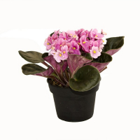 Фиалка bicolor rococo купить