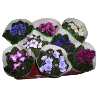 Фиалка микс купить