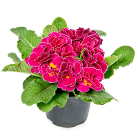 Примула махровая купить