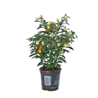 Соланум (Паслен) купить