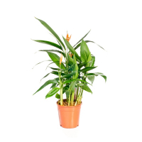 Геліконія купить