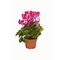 Цикламен купить