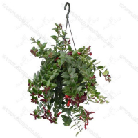 Эсхинантус (Aeschynantus) купить