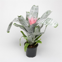 Ехмея фасціату Прімера купить