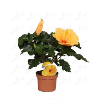 Гібіскус купить