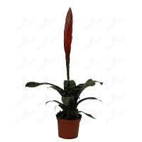 Вриезия купить