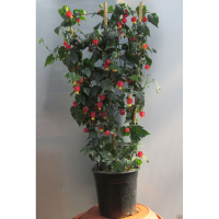 Абутилон (Abutilon) купить