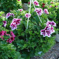 Пеларгония королевская купить