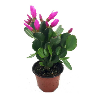 Рипсалидопсис микс купить