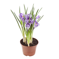 Крокус Overig купить