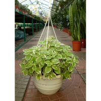 Плектрантус купить