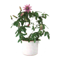 Пассифлора купить