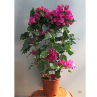 Бугенвиллея Вера Деп Пирпл купить