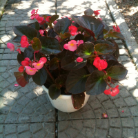 Бегония Kazan купить