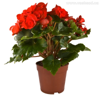 Бегония цветущая купить