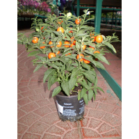 Соланум (Паслін) купить