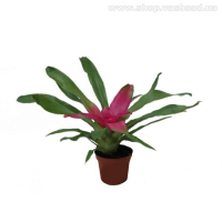 Неорегелия купить