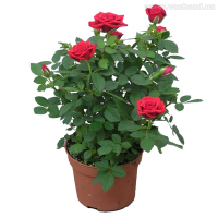 Роза кордана купить