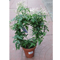 Жасмин Polyanthum купить