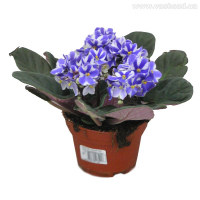 Фиалка микс купить