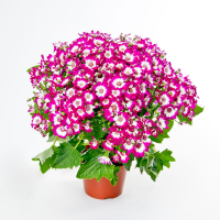 Цинерарія купить