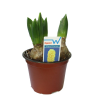 Гиацинт 3 клубня купить