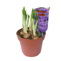 Крокус Blauw купить