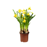 Нарцис купить