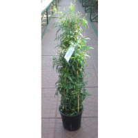 Жасмин Polyanthum купить