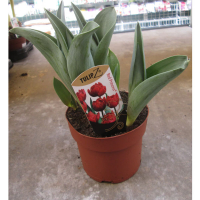 Тюльпан Pinocchio купить