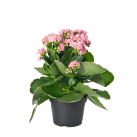 Каланхоэ (Kalanchoe) купить