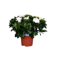 Гардения купить