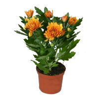 Хризантема микс купить