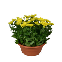 Хризантема купить