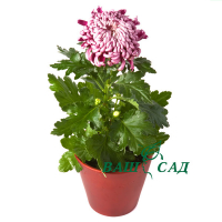 Хризантема купить