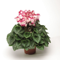 Цикламен купить