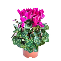 Цикламен купить