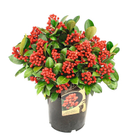 Скиммия японская Obsession купить