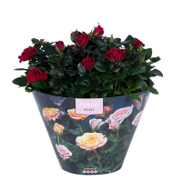 Роза купить