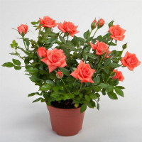 Роза микс купить