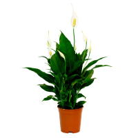 Спатіфілум Sweet Chico купить