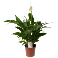 Спатифиллум Купидо купить